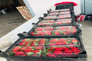 Fraise fraîche from Turquie